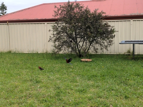 Crimson Rosella (Platycercus elegans), photo 4
