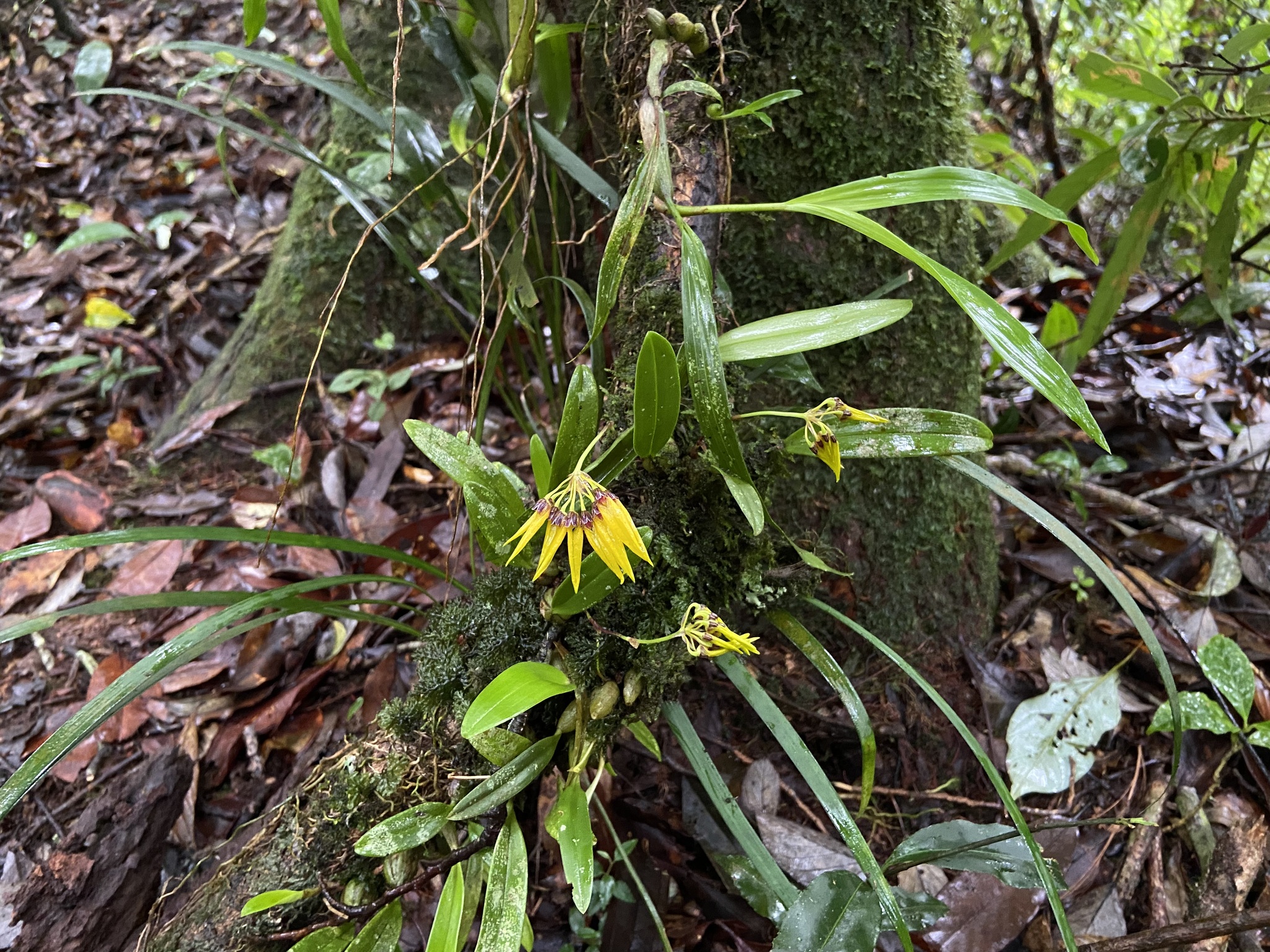 Bulbophyllum retusiusculum — ảnh 3