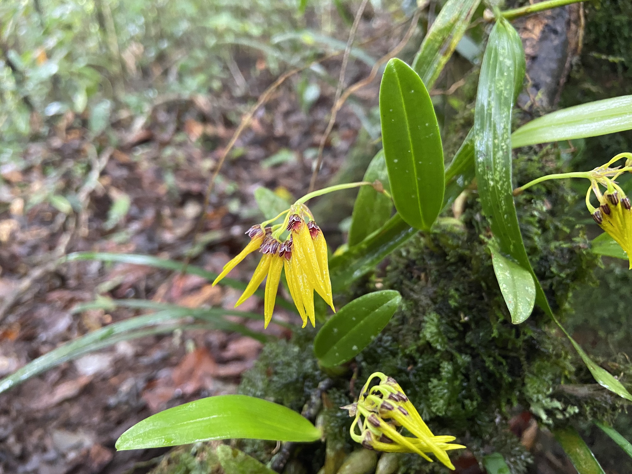 Bulbophyllum retusiusculum — ảnh 2