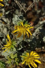 Berkheya cuneata