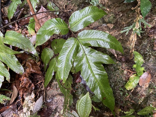 Stegnogramma griffithii iNat (2)