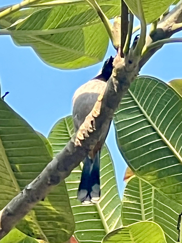 White-eared Bulbul (Pycnonotus leucotis), photo 4