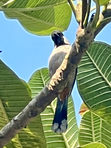 White-eared Bulbul (Pycnonotus leucotis), photo 3