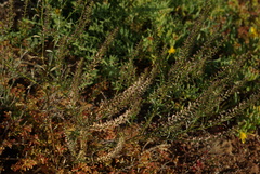 Lepidium africanum