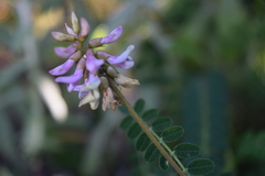 Astragalus guatemalensis