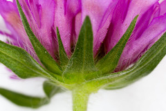 Knautia collina
