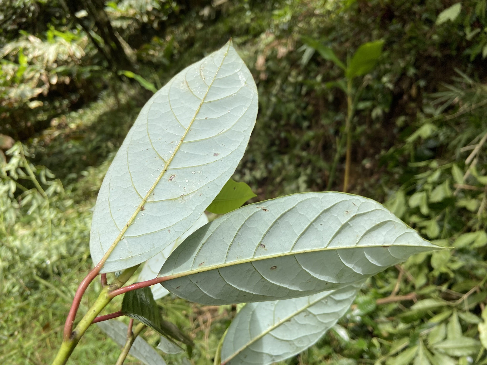 Sassafras tzumu (Sassafras tzumu)