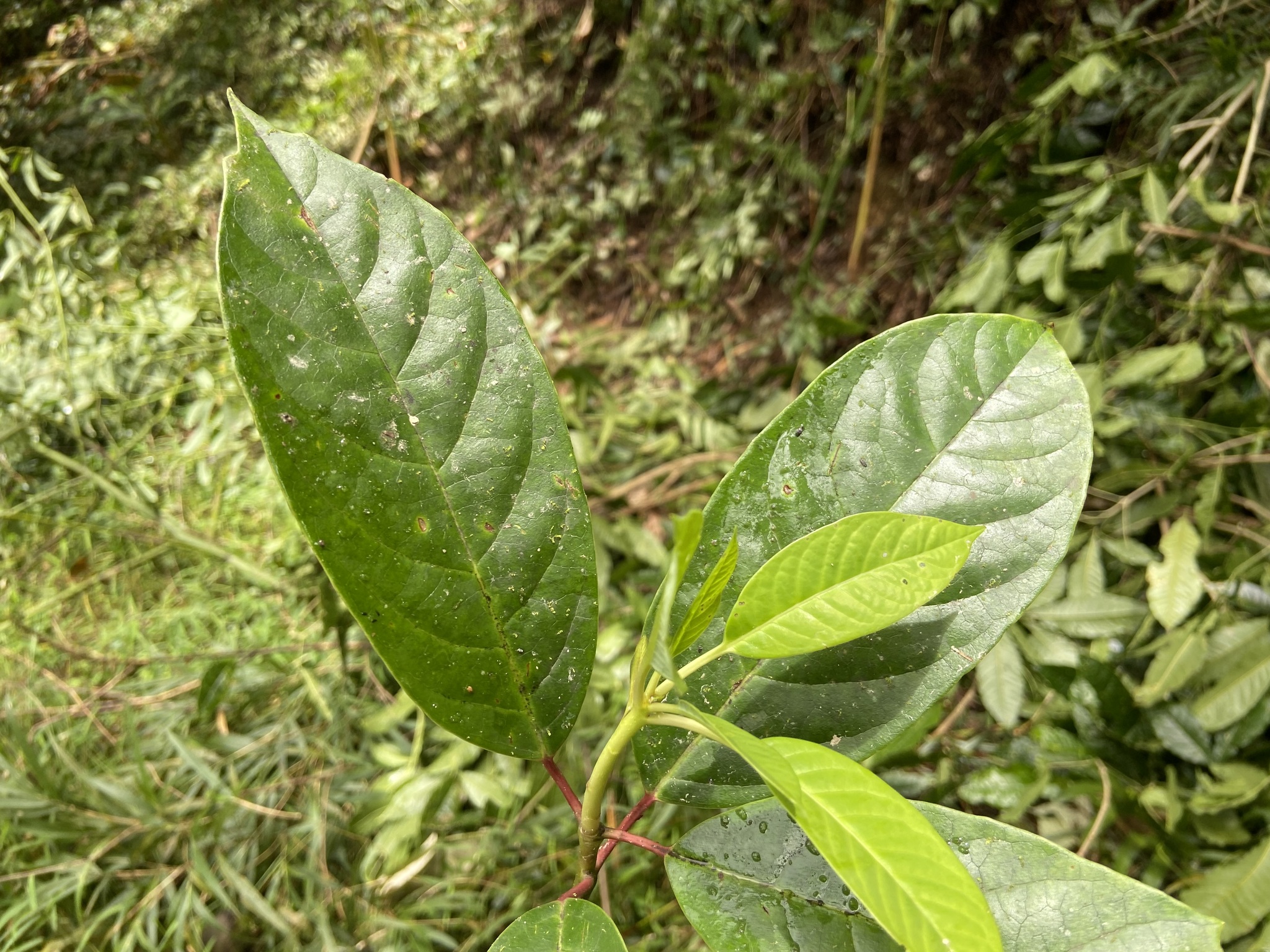 Sassafras tzumu — ảnh 2