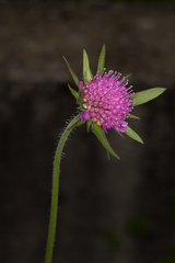 Knautia collina