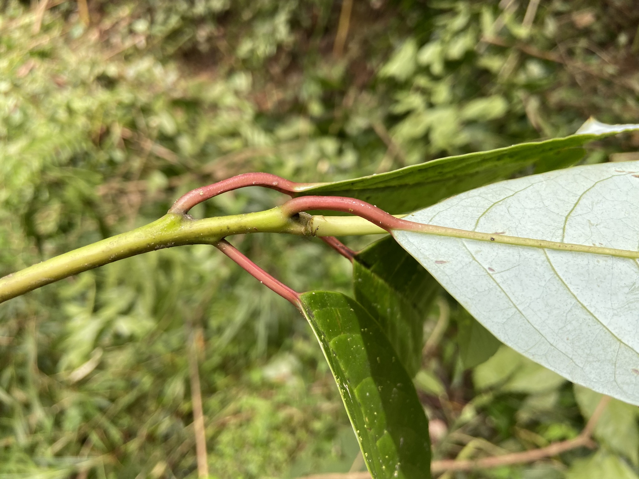 Sassafras tzumu — ảnh 3