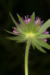 Knautia collina
