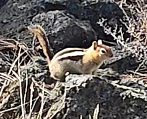 Common Golden-mantled Ground Squirrel observed by forestcatboynom
