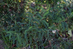 Astragalus guatemalensis