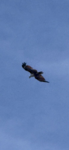 Brahminy Kite (Haliastur indus)