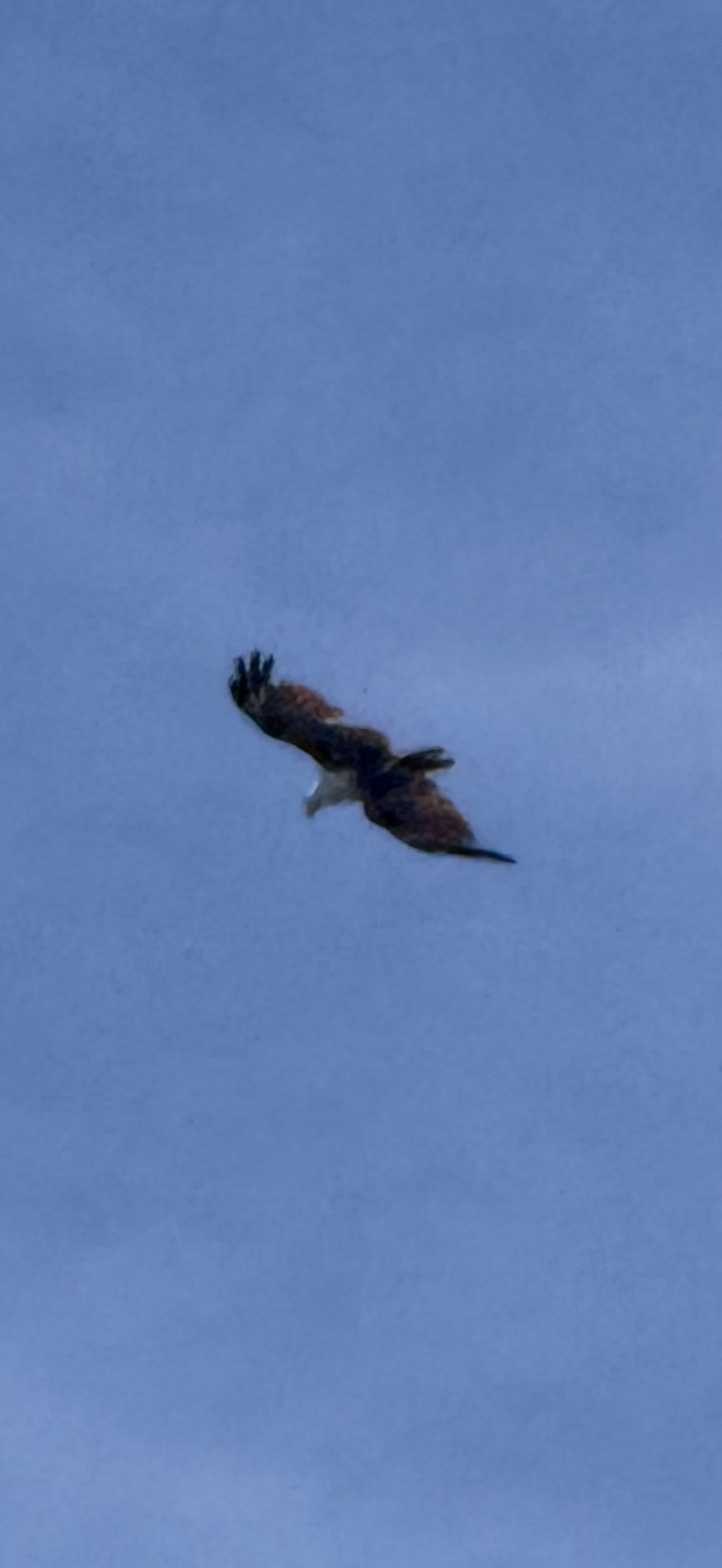 Brahminy Kite (Haliastur indus), photo 1
