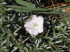 Convolvulus oleifolius