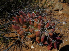Tylecodon reticulatus