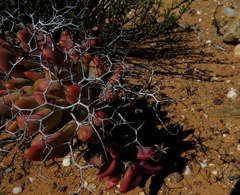 Tylecodon reticulatus