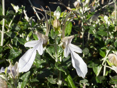 Teucrium fruticans