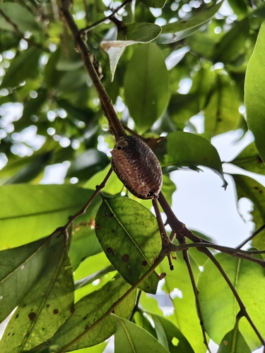 Giant Asian Mantis