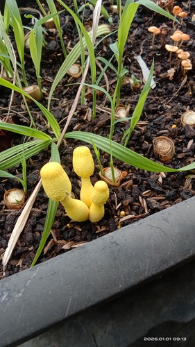 Leucocoprinus birnbaumii