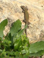 Podarcis filfolensis maltensis
