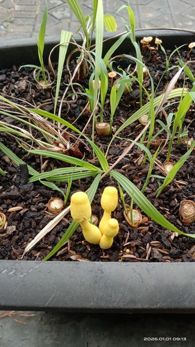 Leucocoprinus birnbaumii