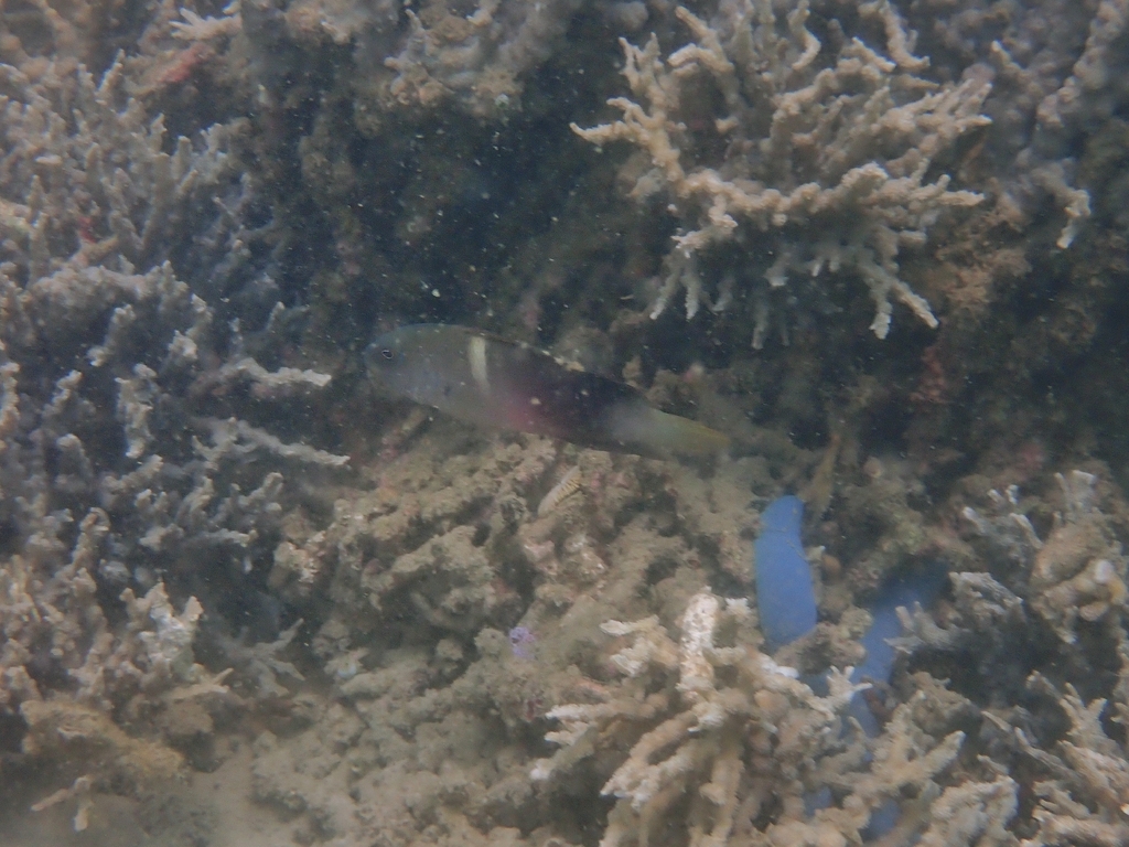 Darkstriped dottyback (Labracinus cyclophthalmus) — Pseudochromidae