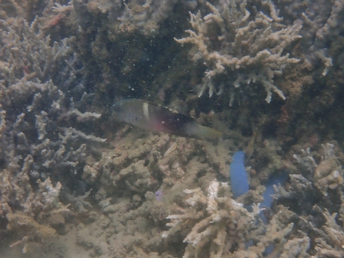 Labracinus cyclophthalmus