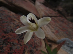 Tritonia pallida
