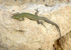 Podarcis filfolensis maltensis