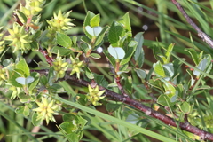 Salix foetida