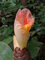 Costus acreanus