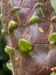 Costus acreanus