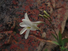 Tritonia pallida