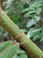 Costus acreanus