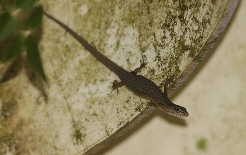 Highland Forest Skink, Saproscincus rosei