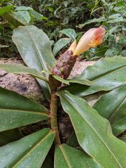 Costus acreanus