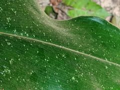 Costus acreanus