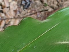 Costus acreanus