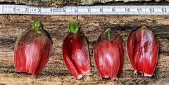 Costus acreanus