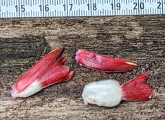 Costus acreanus