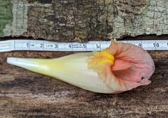 Costus acreanus
