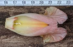 Costus acreanus
