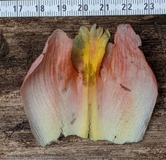 Costus acreanus