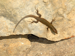 Podarcis filfolensis maltensis