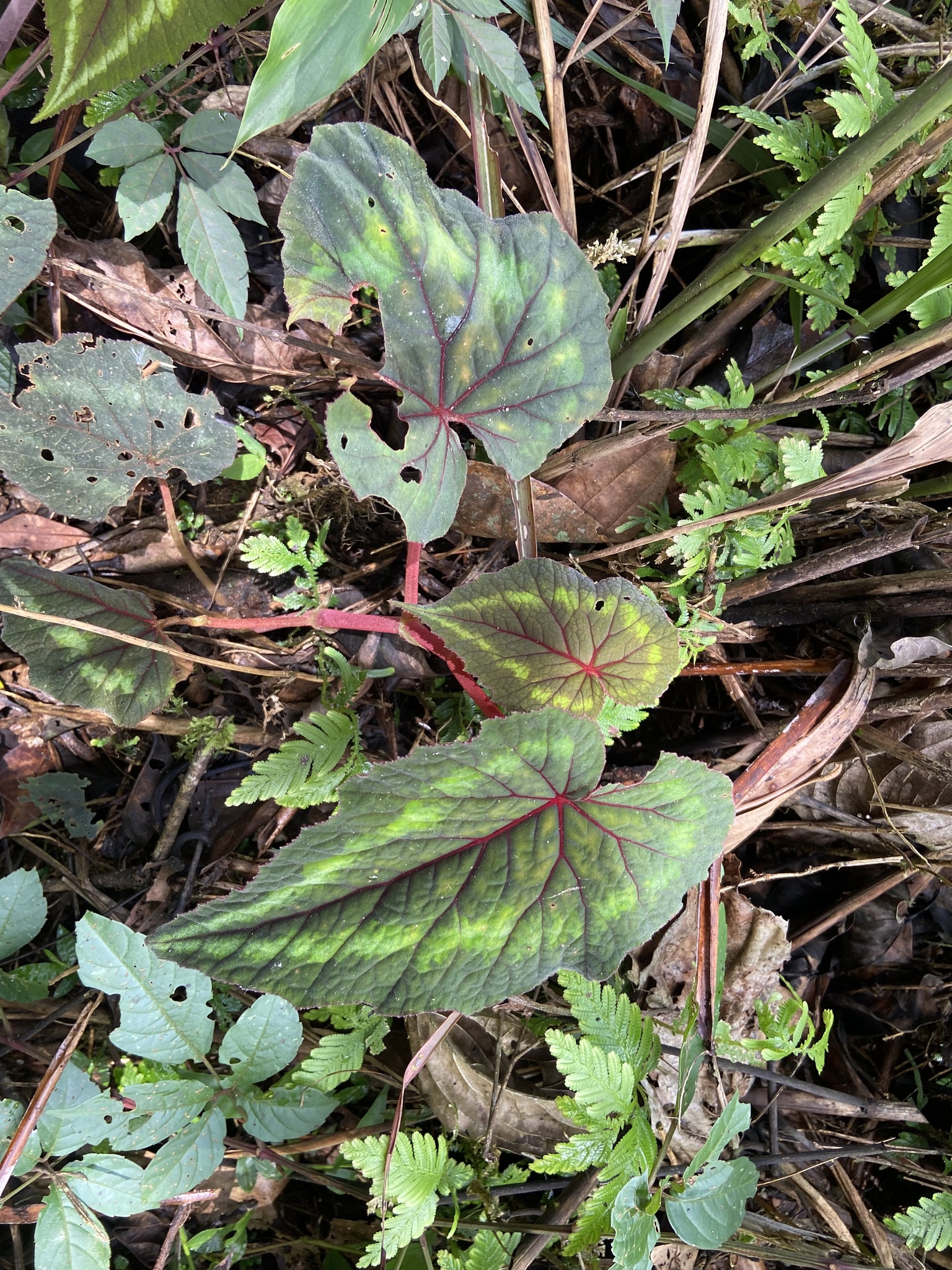 Begonia cathayana (Begonia cathayana)