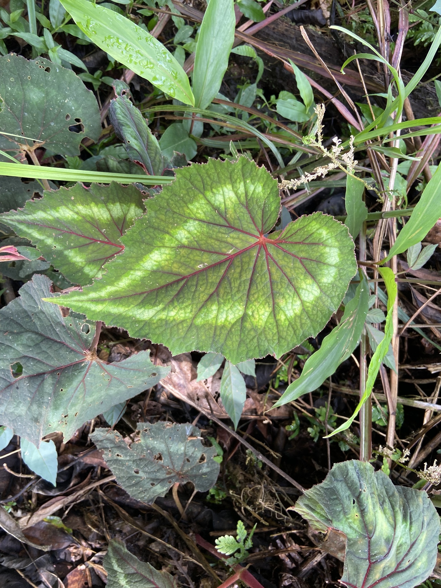 Begonia cathayana — ảnh 2