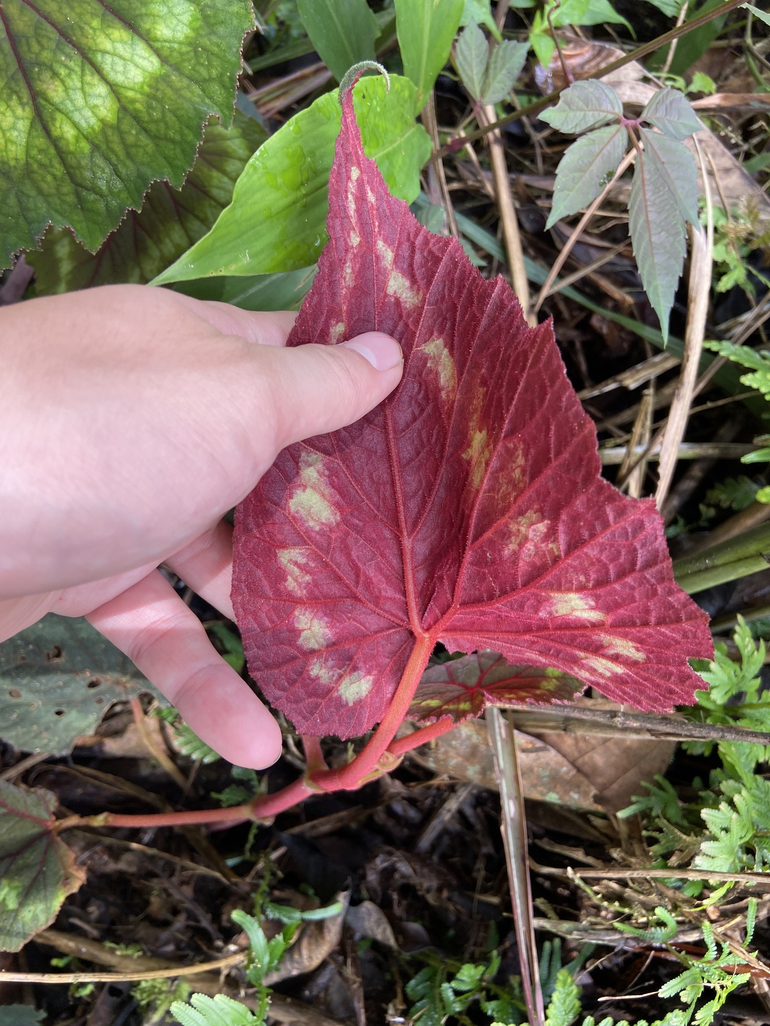 Begonia cathayana — ảnh 3