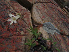Tritonia pallida